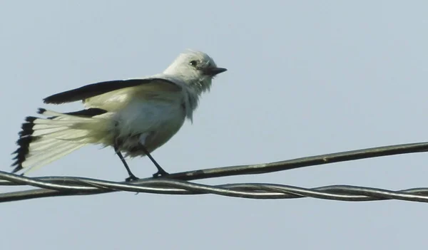 Göçmen kuş güzel örnek .......