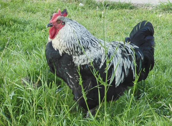 Horoz güzel örnek .......