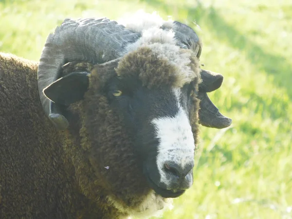 Bir ram Başkanı Close-up