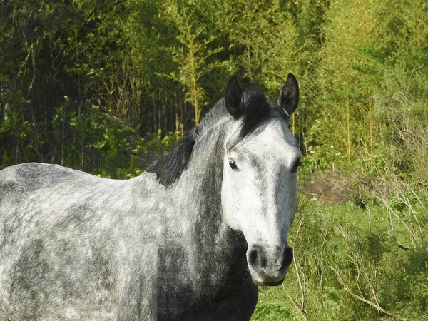 Bir tayı güzel yakın çekim .......