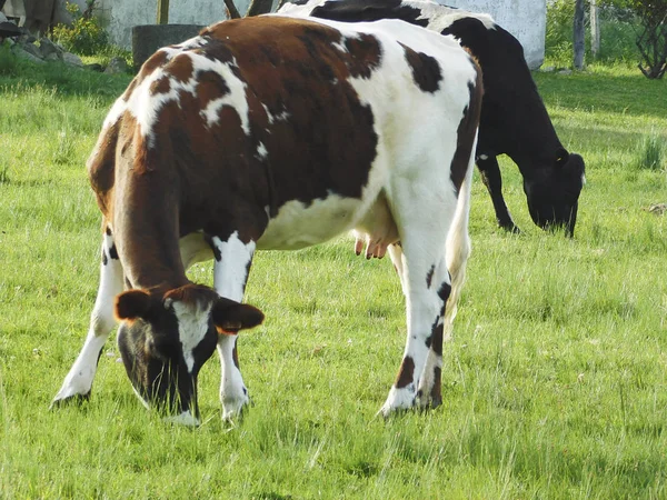 Güzel inek alanında otlatma .......