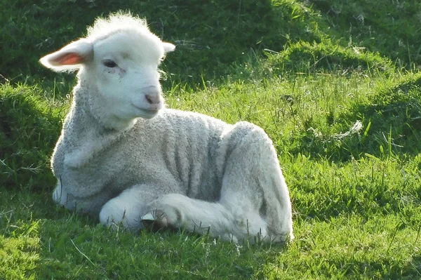 Güzel kuzu alanında dinlenme .......