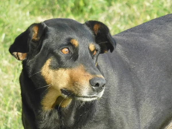 Garip ve renkli böcek............