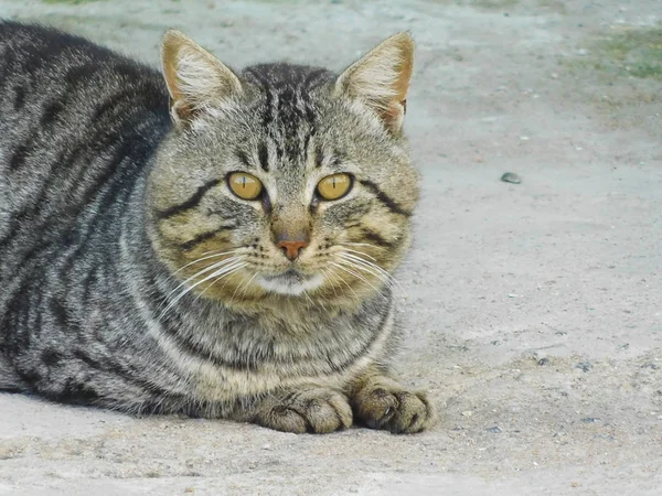 güzel kedi Close-Up.......