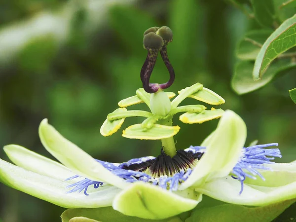 Garip ve renkli böcek............