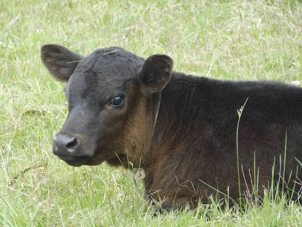 Beautiful Calf Resting Field — Stock Photo, Image
