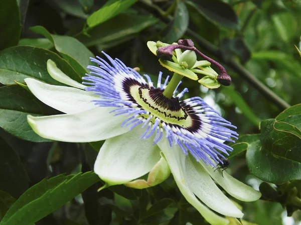 Garip ve renkli böcek............