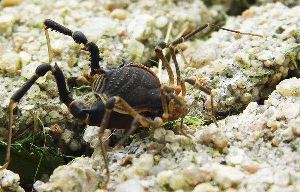 Garip ve renkli böcek............