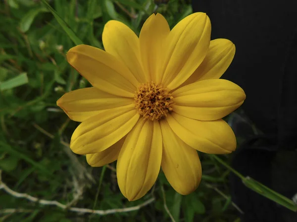 papatya çiçeği bir close-up........