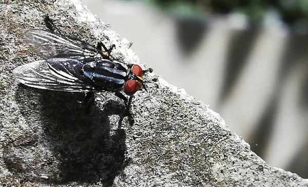 Ortak bir sinek Close-up ........