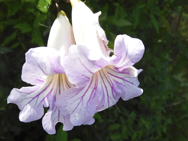 Alanın güzel çiçek ......