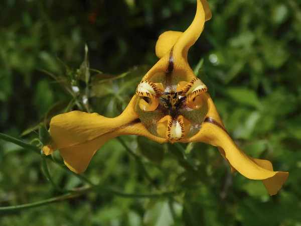 Güzel ve egzotik kır çiçeği