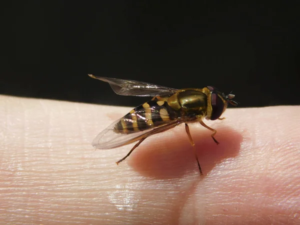 Beautiful Peaceful Wasp Perched Hand Stock Image