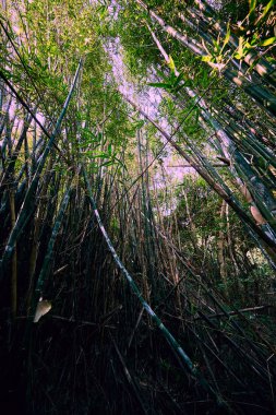 Cheung Chau Hong Kong Adası, Çin bambu ağaçları