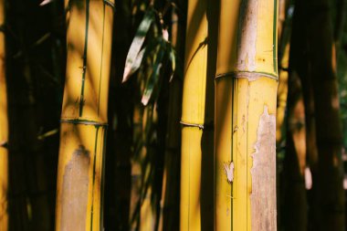 Guangzhou, Çin, ormandaki büyüyen bambu yakın çekim shot