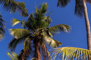 hindistan cevizi palmiye ağacının yakın çekim, Cebu, Filipinler