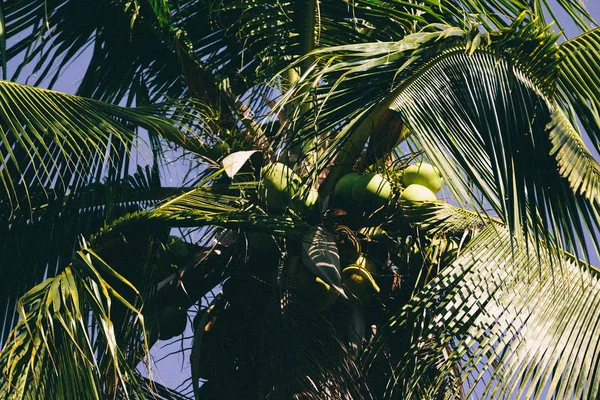 Närbild Skott Kokosnöt Palm Tree Cebu Filippinerna — Stockfoto