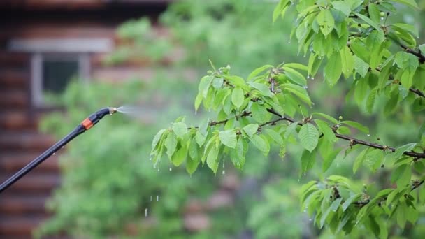 Gros Plan Sur Pulvérisation Une Solution Écologique Sur Les Feuilles — Video