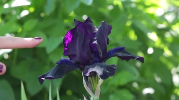 Doigt Femme Peint Avec Vernis Violet Foncé Atteint Une Fleur — Video