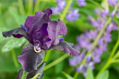 İskenderiye kolyesi ve elmaslar sabah çiğ damlalarıyla kaplı siyah bir iris çiçeğinin yaprakları üzerinde.