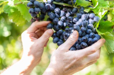 Sarmaşıkta siyah üzümler