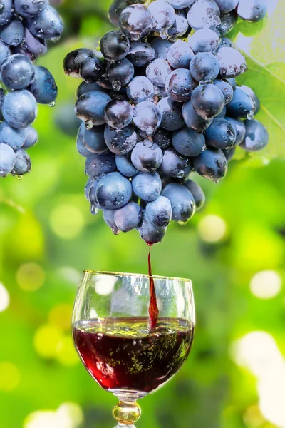 Un racimo de uvas negras en una vid y un vaso de vino tinto — Foto de Stock