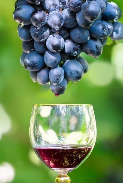Un racimo de uvas negras en una vid y un vaso de vino tinto — Foto de Stock