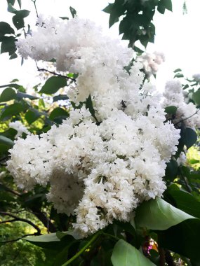 Beyaz leylak çiçekleri