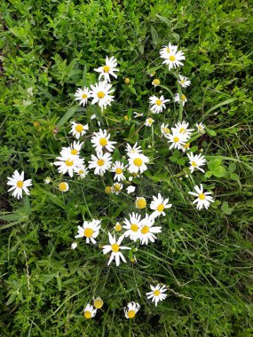 Çim beyaz çiçekler