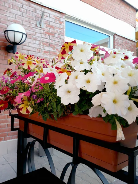 Colorful petunias in flower box
