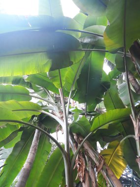 Yeşil palmiye ağacı yaprakları