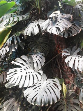 Monstera yakın çekim bırakır