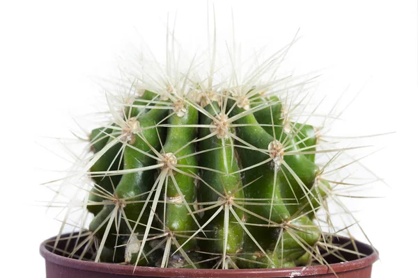 Cactus en una olla aislada —  Fotos de Stock