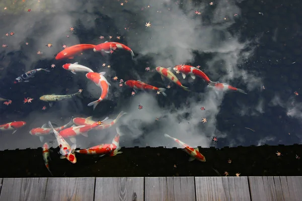 Kokoen Tuin Prachtige Tuin Buurt Van Himeji Kasteel — Stockfoto