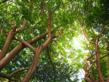 Ağaçları ve güzel sabah ışığında