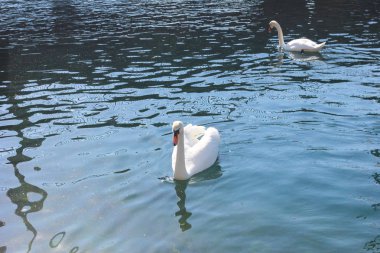 ördekler denizinde yüzerim