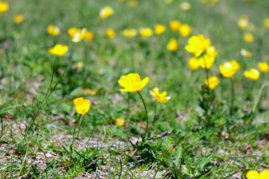 çiçek olmak yan yürüyüş yolu.