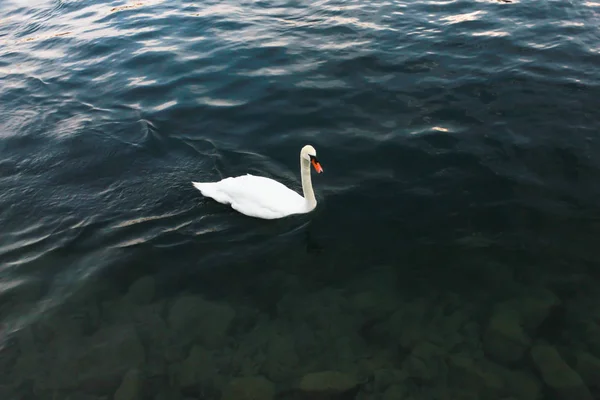 Los Patos Nadan Lago — Foto de Stock