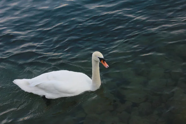 Zwemmen Eenden Lake — Stockfoto