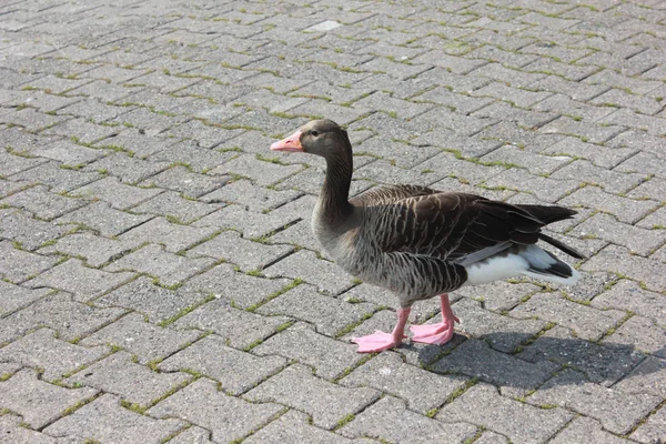Duck Walking Sidewalk — Stock Photo, Image