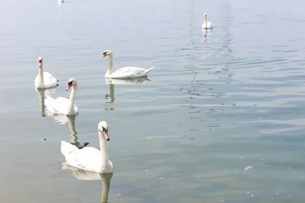 Los Patos Nadan Lago Vevey — Foto de Stock