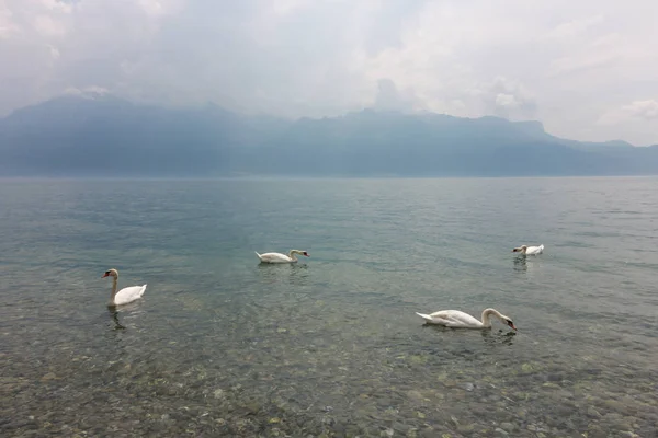 Ördekler Gölü Vevey içinde yüzmek.