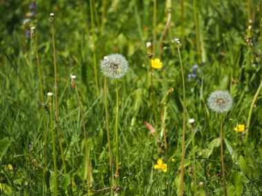 çiçek olmak yan yürüyüş yolu.