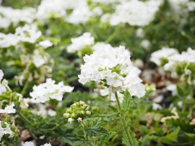 çiçek olmak yan yürüyüş yolu.