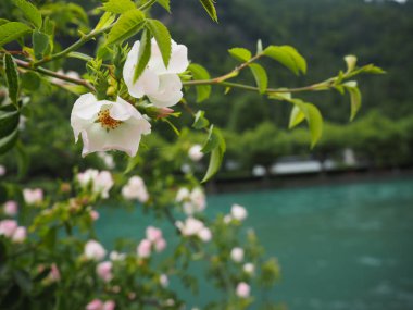 Yeşil akışı yanındaki yaban gülü.