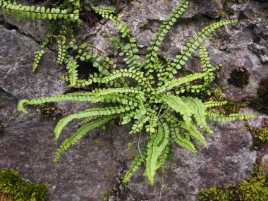 çiçek olmak yan yürüyüş yolu.