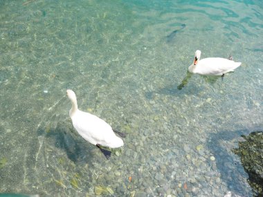 Ördekler Gölü Vevey içinde yüzmek.