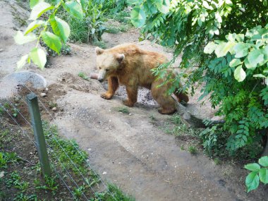 Bern İsviçre Park'ta ayı ayı