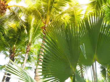 Hindistan cevizi ve palmiye ağaçları denizin sembolize.