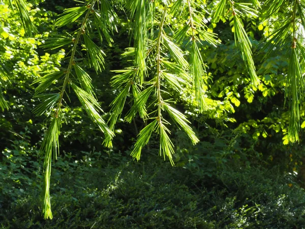 Pine Trees Blossoming — Stock Photo, Image